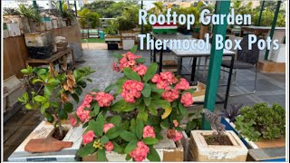 Self Watering Thermocol Box Pot Rooftop Terrace Gardening Recycling waste Dr C Sharath Kumar [upl. by Jarl]