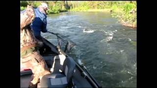 Icicle River Spring Chinook [upl. by Meeki]