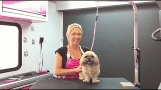 Shih Tzu Grooming  How to Groom a Shih Tzu  Shih Tzu Puppy Cut  DIY Grooming [upl. by Arrotal]