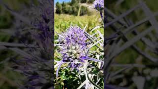 Eryngium amethystinum ή Ερύγγιο το αμεθύστινον σταυραγκάθι [upl. by Leirraj]