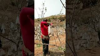 Pulling branches with bags of clinker process [upl. by Ainola855]