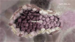 Breast Stem Cells NARRATED VERSION [upl. by Rivera]