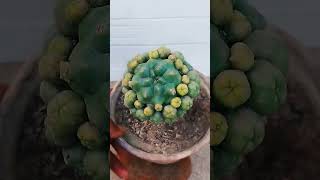 plant cactus lophophora exotic trending reels viral houseplants youtubeshorts youtubeviral [upl. by Namwob]