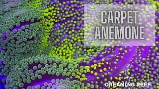 Coral Care 101 Carpet Anemones [upl. by Gomar]