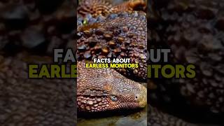 EARLESS MONITORS FACTS shorts short facts wildlife shortvideo animals nature arcticanimal [upl. by Isawk]