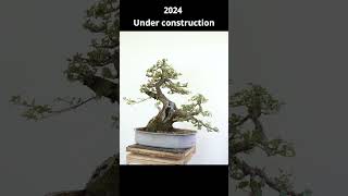 Oak tree becomes bonsai bonsai bonsaitechniques yamadoribonsai [upl. by Ynohtnad]