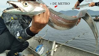 Fisguei esse Peixe Espada GIGANTE quando menos esperava no CANAL DE SÃO VICENTE [upl. by Kurzawa878]