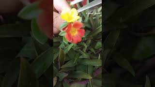 cross pollination purslane flowers 💛🧡shortvideo garden [upl. by Atrice]