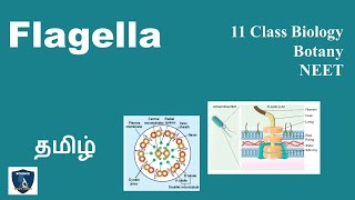 Flagella in Tamil  Cell  The Unit of Life I Botany I Class 11  NEET  Science Easy Tech [upl. by Cianca764]