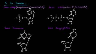 Naming Nucleotides and Nucleosides [upl. by Annawt]