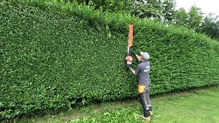 PRIVET Hedge Trimming In Real Time Second TRIM of the Year [upl. by Legim]