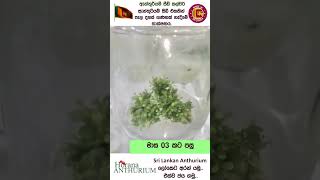 Anthurium Seed Culture shorts treanding anthurium seedculture followers flowers [upl. by Naraa]