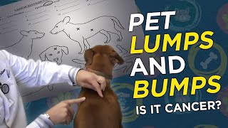 Is it Cancer Pet Lumps amp Bumps  VetVid Episode 023 [upl. by Neeroc]