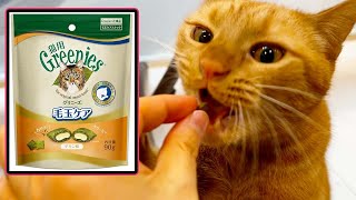 【実食】「猫用Greeniesグリニーズ毛玉ケア」チキン味の食いつきが凄すぎた【ベンガルマンチカン茶トラ】 [upl. by Ailehpo]