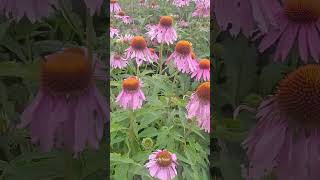 Echinacea purpurea 🌸✨️🌿 echinacea flowers gardenflowers [upl. by Alilahk878]