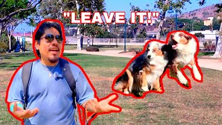 Leash Aggressive Australian Shepherd SHOCKS Everyone During Training [upl. by Yrome385]