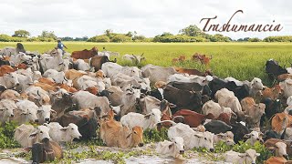 TRASHUMANCIA Vaquerías rodeo arreo de ganado ganadería tropical Llanos sabanas pampas Campo [upl. by Raimes]