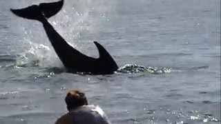 Angry dolphin caught attacking people [upl. by Hoisch919]