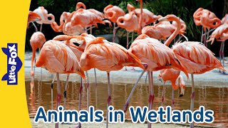 Meet 6 Wetland Animals  Hippopotamus Flamingo Redeyed Tree Frog Manatee Beaver and Turtle [upl. by Eecal]