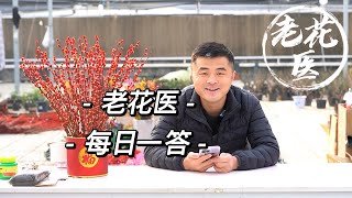 【每日一答】茉莉下面新长的叶子总死掉？茶花叶片变黄花苞变干？ QampA Everyday：Jasmine，Camellia [upl. by Ngo]