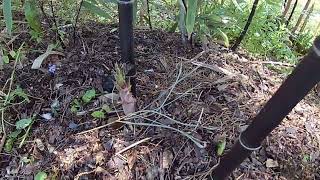 Black Bamboo new shoots Phyllostachys Nigra Black Gardening Zone 8a April 7 2022 [upl. by Animas]