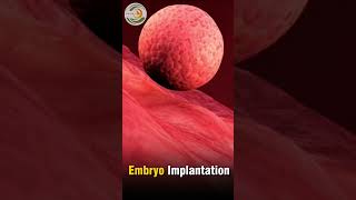 Embryo Implantation [upl. by Affra]