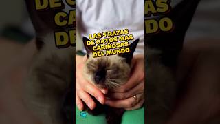 Las 5 razas de Gatos más cariñosas gatos cat [upl. by Eelsel]