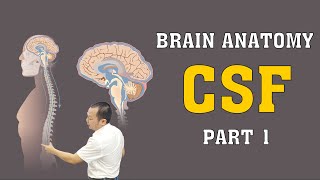 Brain Anatomy  CSF  Part 1 brainanatomy [upl. by Corbie]