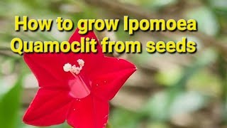 How to grow Ipomoea Quamoclit from seeds [upl. by Sualkcin]