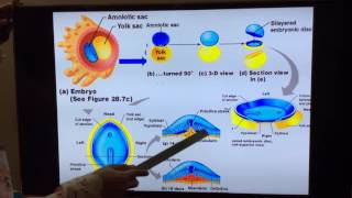 General Embryology  Part III 3rd and 4th week of development by Dr Vijaya [upl. by Aicnatsnoc]