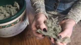 How to make alcoholfree tinctures with Usnea [upl. by Jeniffer423]