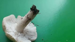 ВЕДЬМИН КРУГ рядовок Серебристых  Tricholoma argyraceum [upl. by Erbe]