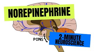 2Minute Neuroscience Norepinephrine [upl. by Batholomew]