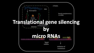 miRNA mediated gene silencing [upl. by Ahsiakal]