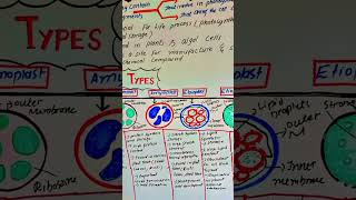 plastids cellbiology biology scienceeducation [upl. by Ronoh]