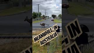 Kangaroos Really Do Just Hop Down Our Streets Australia thisweekinaustralia roo kangaroo [upl. by Talia]