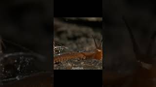 The Velvet Worm is SpiderMan [upl. by Darrey]