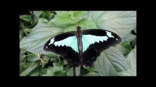 quotPapilio phorcasButterflyquot Video von Wolfgang Schmökel [upl. by Mcripley674]