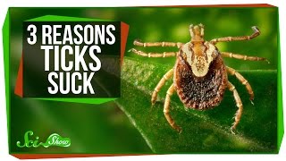 3 Reasons Why Ticks Suck [upl. by Noble180]