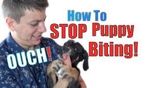 How to Train a Puppy NOT to BITE [upl. by Konstance]