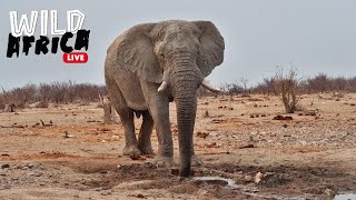 Amazing African Wildlife  Wild Africa LIVE [upl. by Tommi]