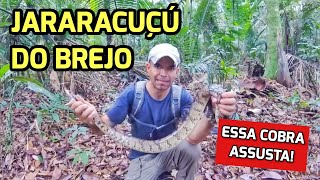 JARARACUÇU DO BREJO ou SURUCUCU DO PANTANAL Hydrodynastes gigas  Conheça essa linda serpente 🐍 [upl. by Ahsinirt]