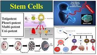 Stem Cells  Types of Stem Cells  Totipotent  Pluripotent  Importance of Stem Cells  Multipotent [upl. by Pironi886]