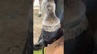 Horse Hoofing Routine 🐴 horse horseequipment horseshoeing horseshoe satisfying horsetack [upl. by Haidabez]