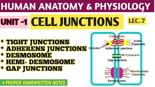 CELL JUNCTIONS ।। BPharm 1st semester ।।HAP1।। S PHARMA bpharm1stsemester [upl. by Shank]