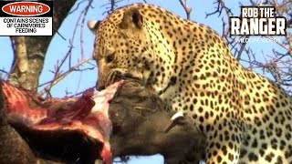 Leopard Devours Warthog While Hyenas Circle [upl. by Ecirehc191]