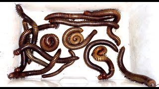 20 Red Giant Millipedes  Captured under the Leaves Rotten  They Fold up and Creeping out [upl. by Nuahsor]