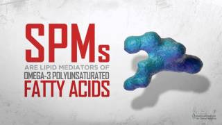 Specialized ProResolving Mediators SPMs and their Effects on Inflammation [upl. by Eitsym709]