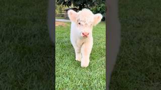 Cute baby Cow 🐮❤️YourGallery reelsviralシ shortsreels shortsviral reelschallenge babycow cow [upl. by Schwitzer]