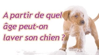 À partir de quel âge peuton laver son chiot [upl. by Nosreh]